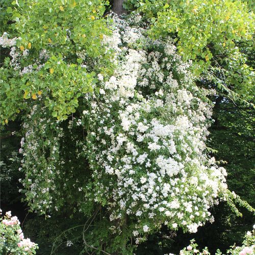 Alb - Trandafir copac cu trunchi înalt - cu flori mărunți - coroană curgătoare